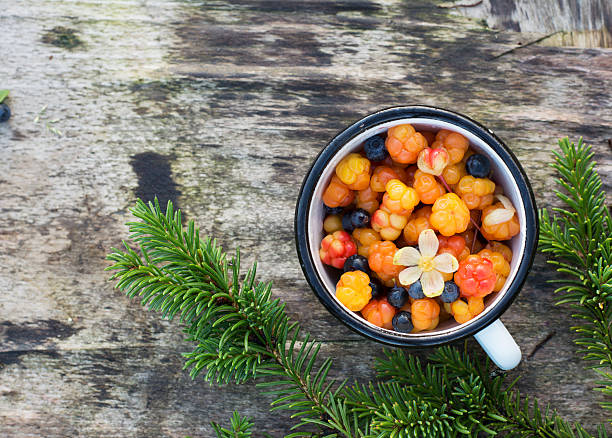 Northern Norwegian cloudberry and wild berry plants