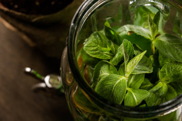 Cold infusion herbal tea in a glass jar with fresh mint